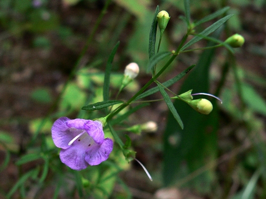 {Agalinis tenuifolia}